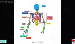 女性人体解剖学视频,深入解析女性身体结构奥秘